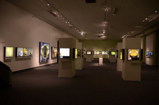 Wasp_exhibition__DSC3528
